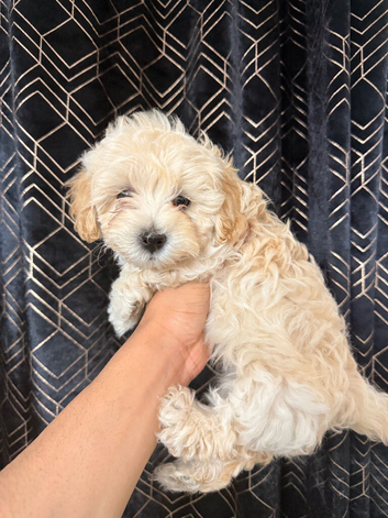 1 white and 1 cream male maltipoo