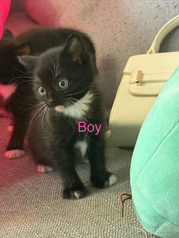 3 boys 1 girl ragamuffin kitten