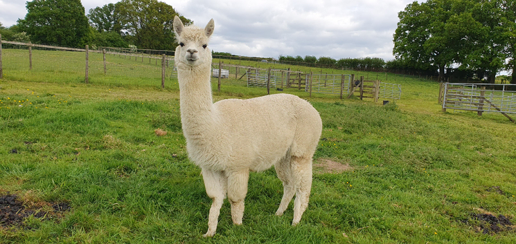 Female alpacas for sale