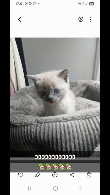 Last little girl
