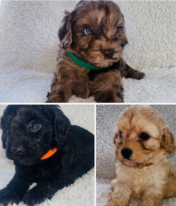 Beautiful F1 Cavapoo Puppies Health Tested Parents