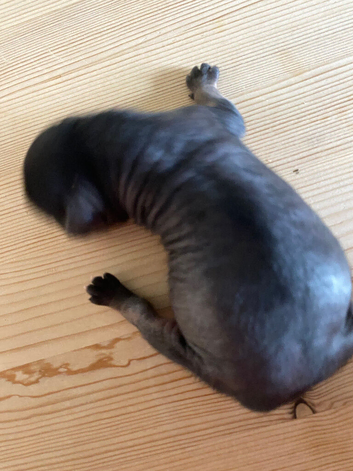 Irish Kennel Club Registered Chinese Crested