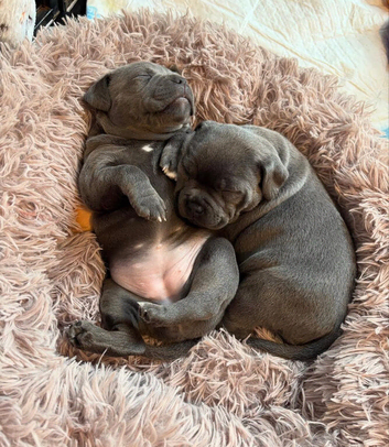 Kc blue staffordshire bull terrier puppies