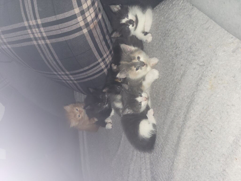 5 kittens