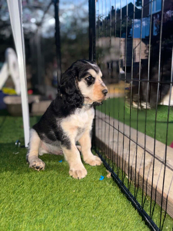 Cooker spaniels puppies