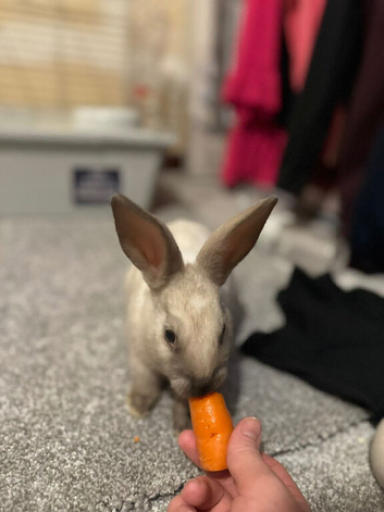 New Zealand 7 month old rabbit