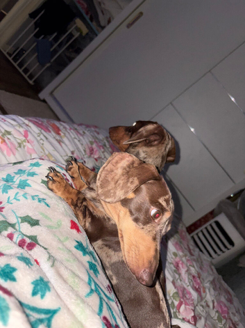 Dog for stud miniature chocolate and cream has been proven several times very good nature