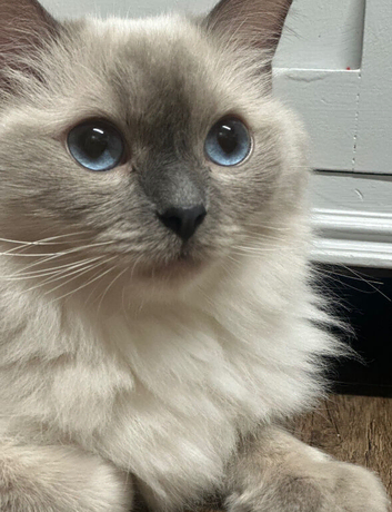 Beautiful blue point ragdoll girl needing a new home