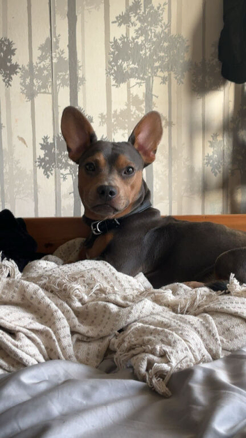 14 month old male for rehome
