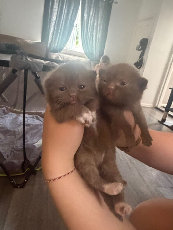 British shorthair kittens