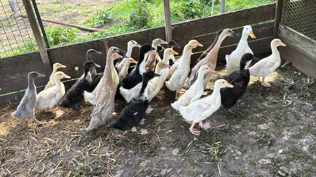 Ducklings for sale off heat
