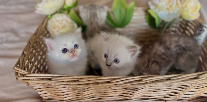 Beautiful cross breed kittens