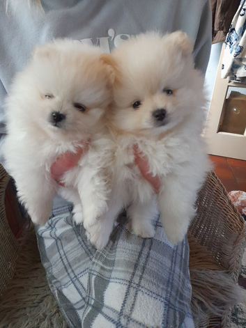Show quality Pomeranian pups