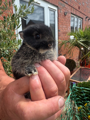 Ready now Netherland dwarf babies