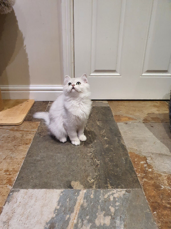 Beautiful Pedigree Chinchilla Persian Kitten