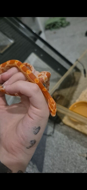 Corn snake