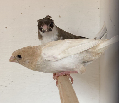 5 Young Crested Pied Bengalese Finches For Sale