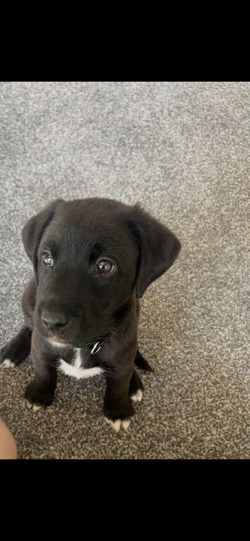 Ready to leave Labrador / kelpie puppy / pup / pups / puppies