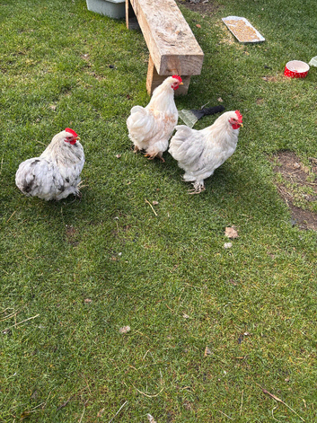 Male bantams