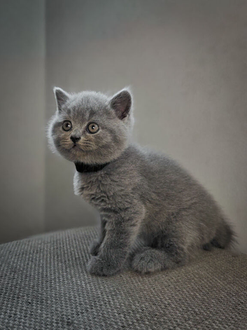 Beautiful British blue short hair kittens