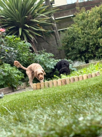 Male cockapoo
