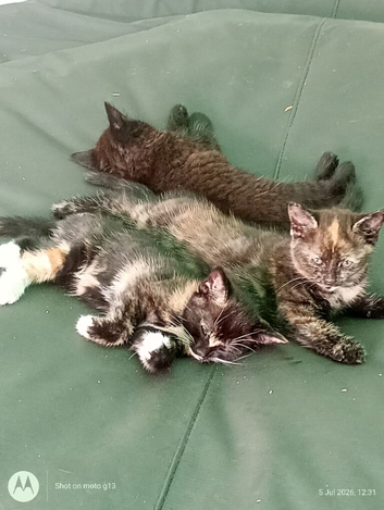 colourfull kittens