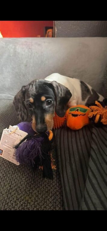 Miniature dachshund 16 weeks old