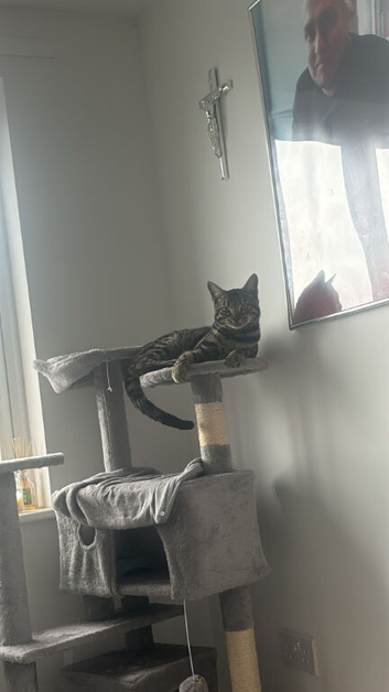 Free 7month bengal male cat