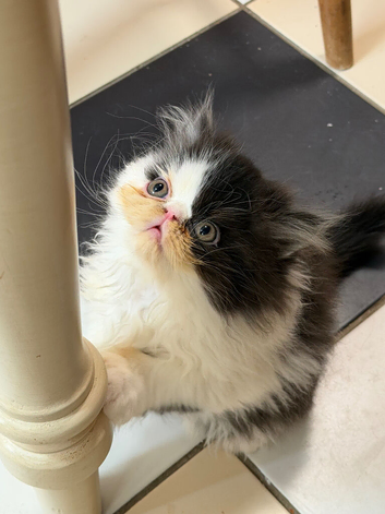 Pedigree Persian Kitten READY NOW
