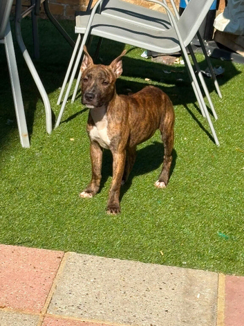Beast the staffy male puppy