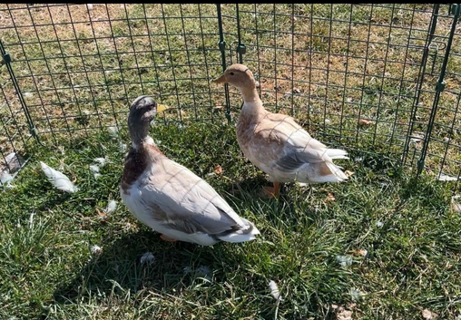 Pair of Apricot call ducks . 2026 hatch