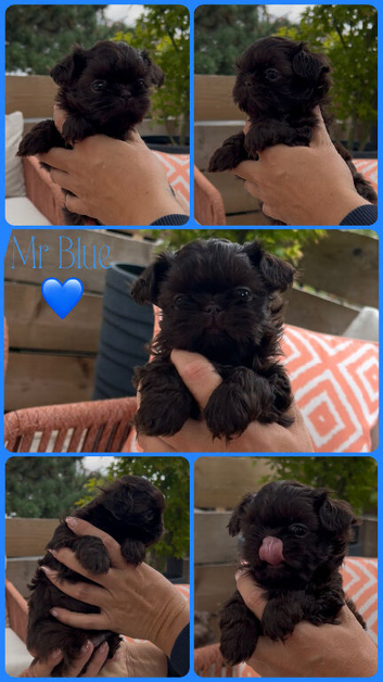 True chocolate imperial Shihtzu puppies