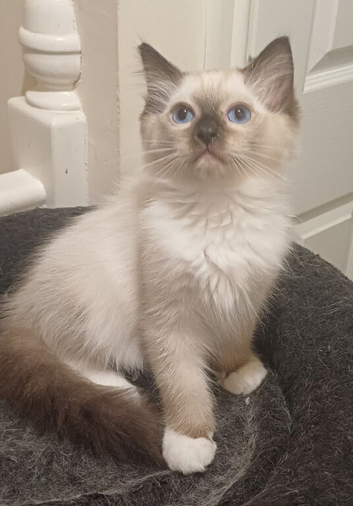 Just 2 Left now 1 boy & Girl Beautiful Ragdolls