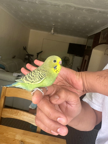Lovely tame baby budgie black wings