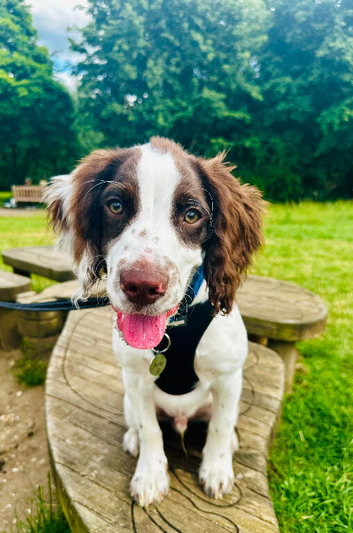 5 month male Sprocker Spaniel