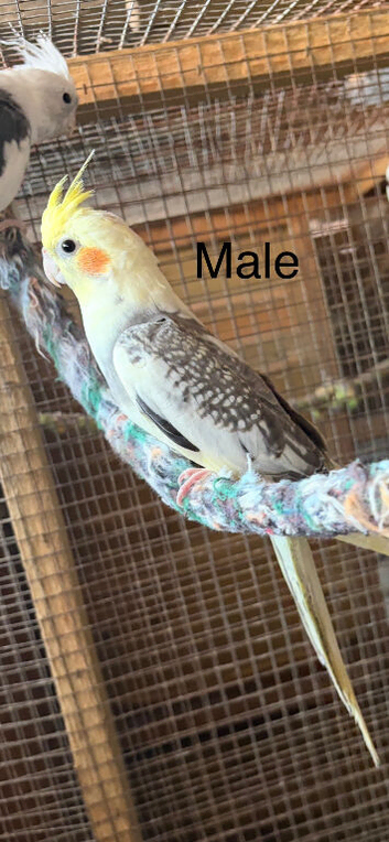 Male cockatiel