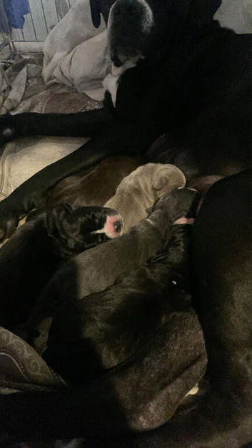 Puppies cane Corso X staff
