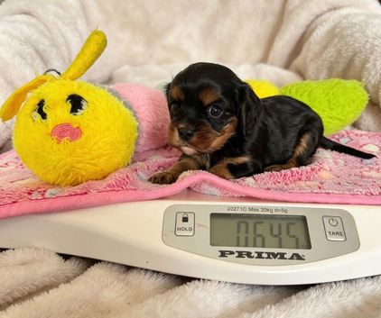 One Black and Tan boy available - cavaliers! Health tested