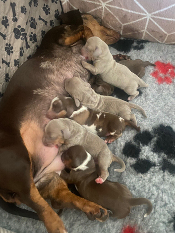 Beautiful mini dach puppies