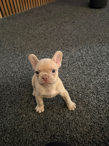 Beautiful French bulldog puppies