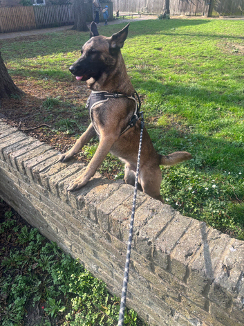 Belgium mallinois x German shepherd male