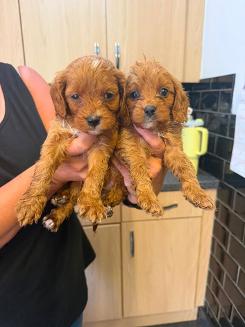 Beautiful litter Cavapoo