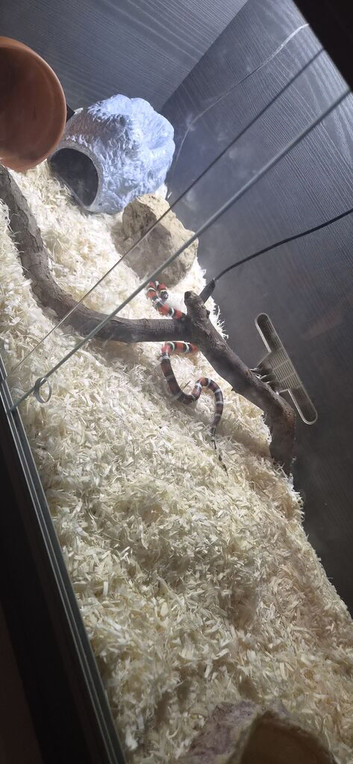 Milk snake for rehoming