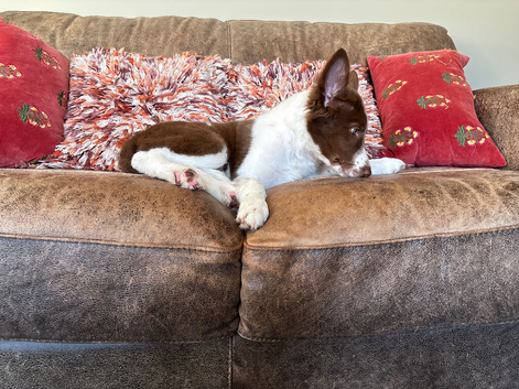 Stunning Red/ white border collie pups