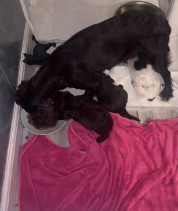 3 male 9wk old spaniel puppies