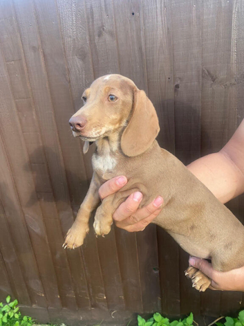 Miniature dachshund puppies