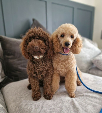Lovely Miniature Poodle Puppies
