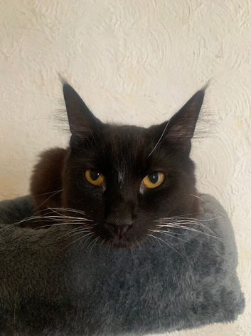 2 cats for rehoming