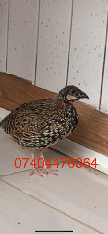 Budgie Kala teetar