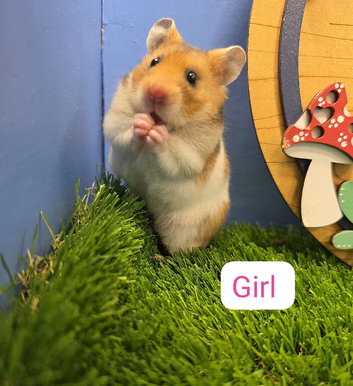Baby Pedigree Syrian Hamster Girl